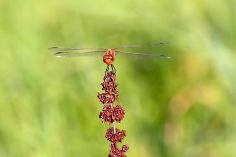 Ruddy darter