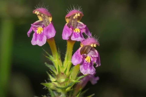 Galeopsis ladanum var. angustifolia