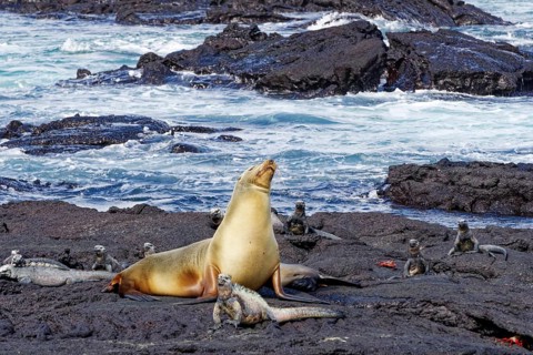 Galapagos sea lion