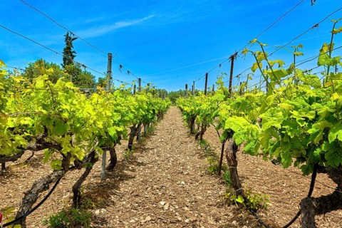Beautiful landscape with rows of vines and distant mountains