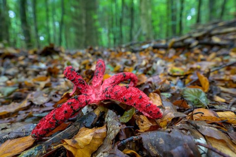 Octopus stinkhorn