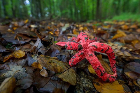 Octopus stinkhorn