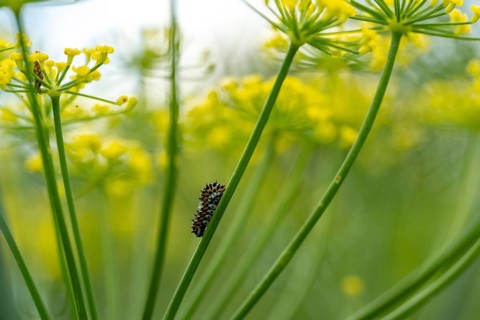 Young swallowtail