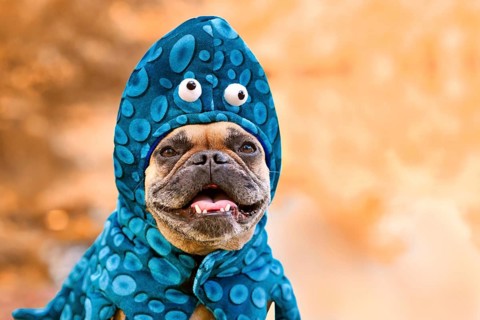 Portrait of French Bulldog dog wearing funny octopus Halloween costume