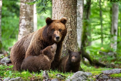 European brown bear