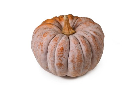 Mature ribbed 'Black Futsu' pumpkin squash with grey and orange skin on white background