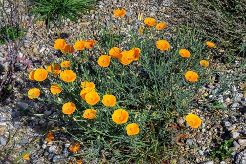 California poppy