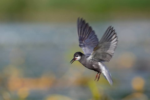Black Tern