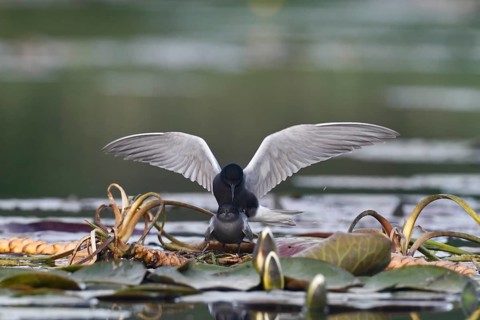 Black Tern