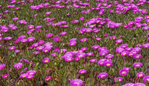 Midday flowers