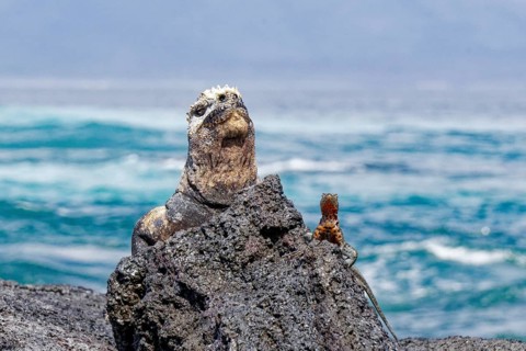 Marine iguana
