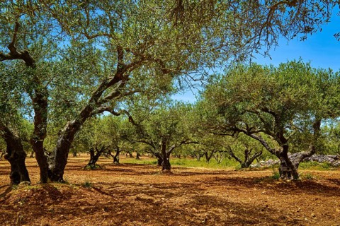 Landscape of old olive trees