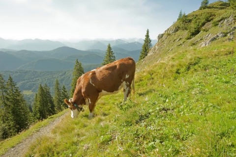 Cows on the Brauneck