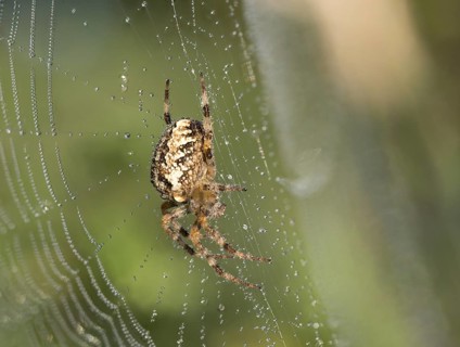 European garden spider
