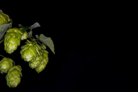 Female plant of the true hop