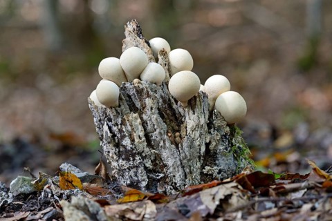 Pear-shaped puffball
