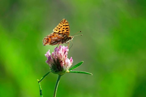 Queen of spain fritillary