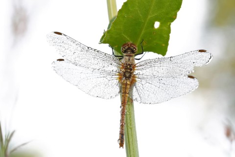 Vagrant darter