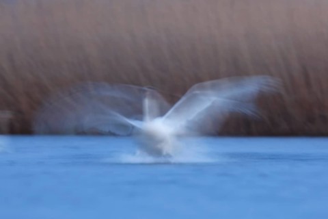 Mute Swan
