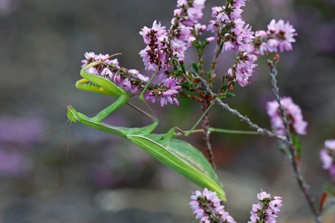 European mantis