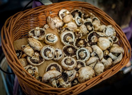 Portobello mushrooms closeup on a basket