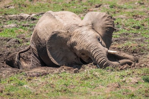 Baby elephant