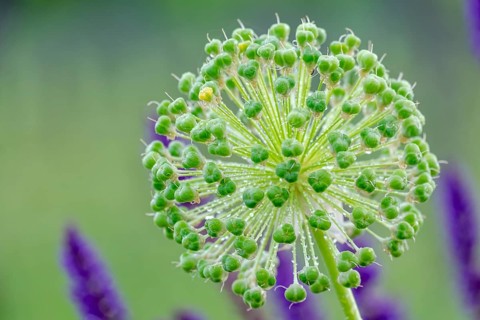 Seed stand of ornamental garlic