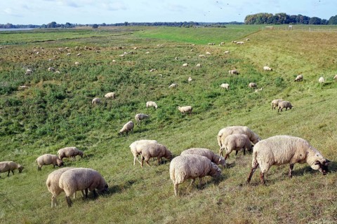 Sheep on the dike