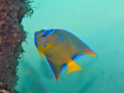 Juvenile queen angelfish