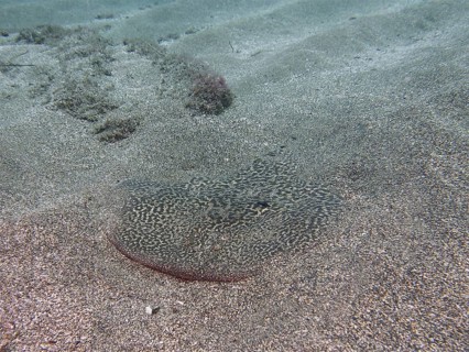 Marbled electric ray