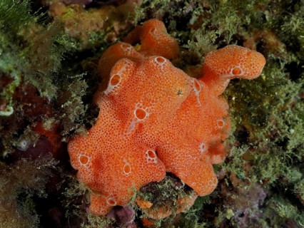 Orange upholstery sponge