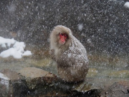A snow monkey