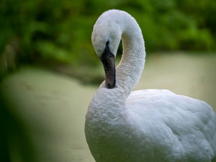 Swan