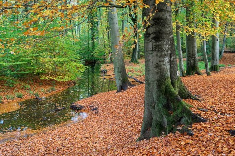 Beech forest in autumn