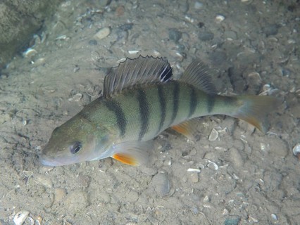 Perch