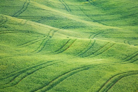 Hilly green fields near San Quirico d'Orcia