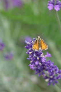 Large skipper