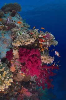 Klunzinger's tree coral
