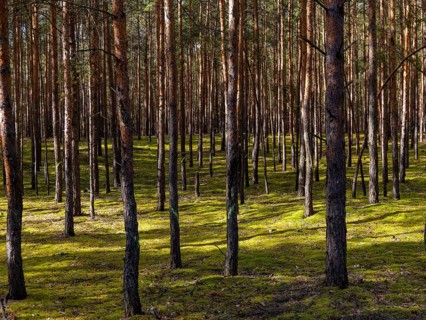 Pine trees