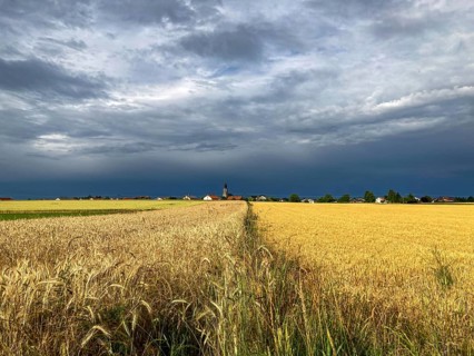 Ripe grain fields with barley and wheat and threatening thunderclouds on the horizon