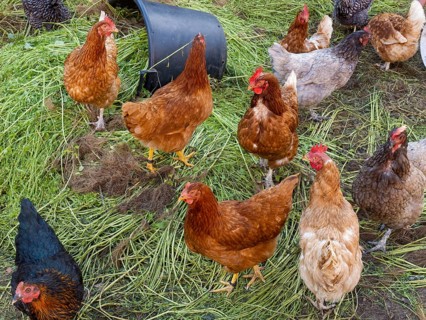 Free-range chickens and green grass in small farm