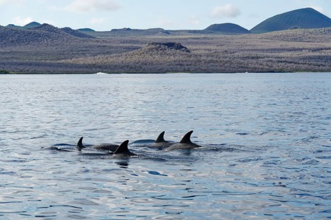 Group of dolphin