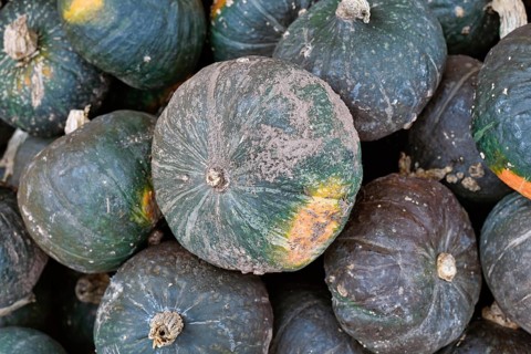 Dark green Japanese Kabocha squash in pile
