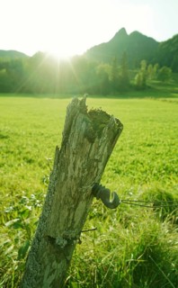 Meadow landscape at the foot of the Brauneck