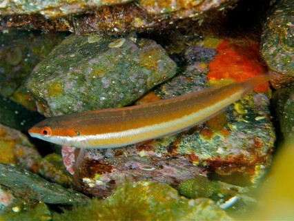 Mediterranean rainbow wrasse