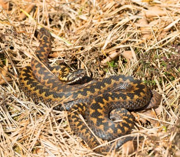 Two wild adder