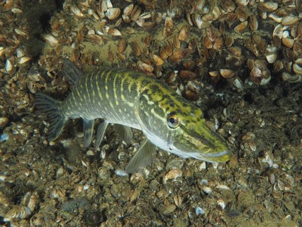 Pike