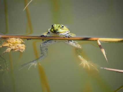 Pool frog