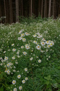 Daisy fleabane
