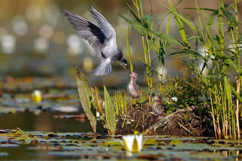 Black Tern